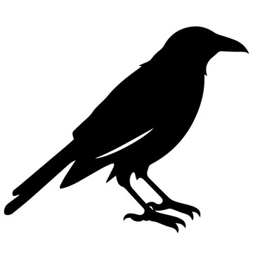 black raven cliparts