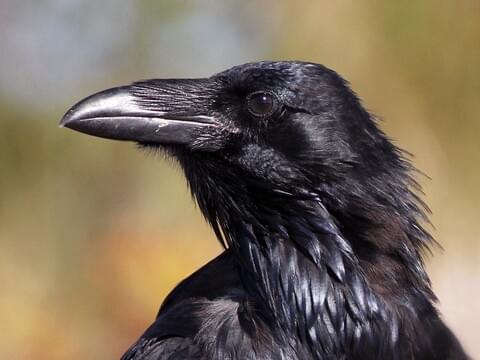 Common Raven Identification, All About Birds, Cornell Lab of ...