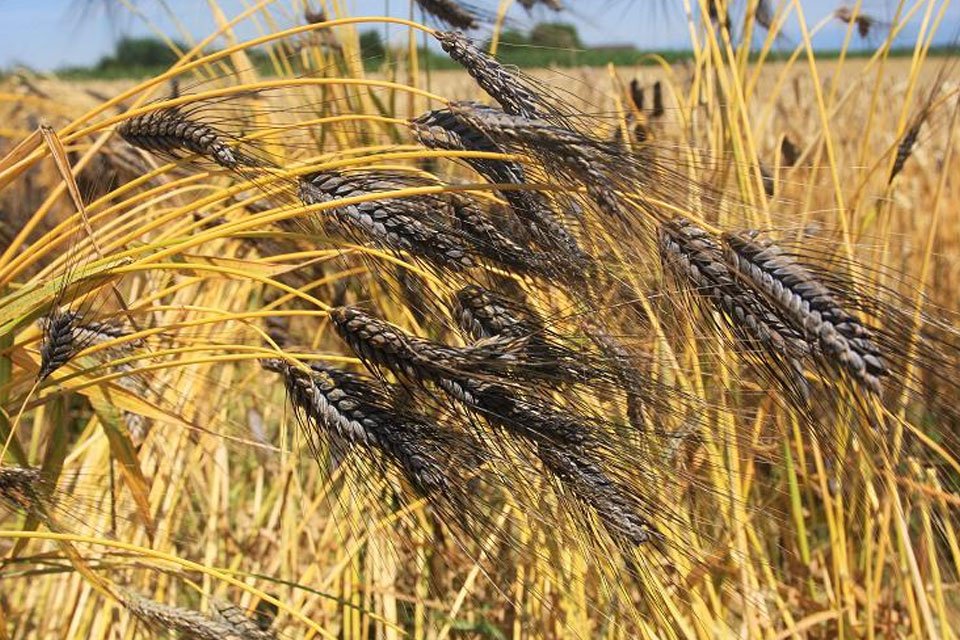 What is Black Wheat? Explaining their Benefits