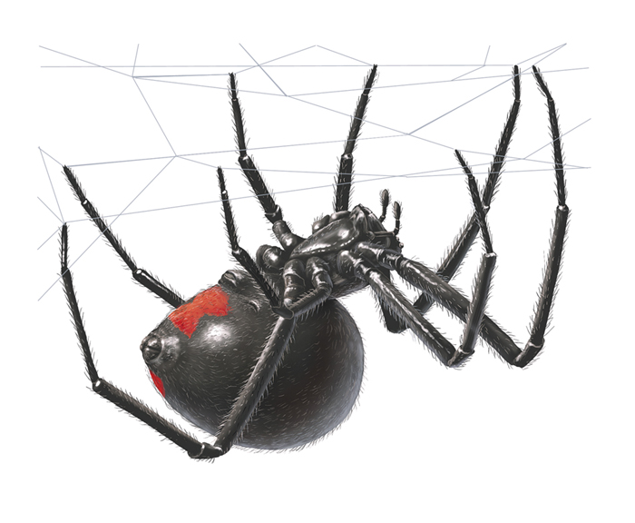 Insects and Spiders: Black Widow | National Postal Museum