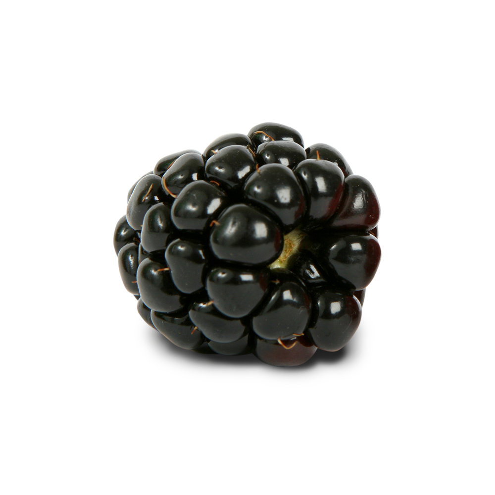Blackberry PNG Image - PurePNG | Free transparent CC0 PNG Image ...
