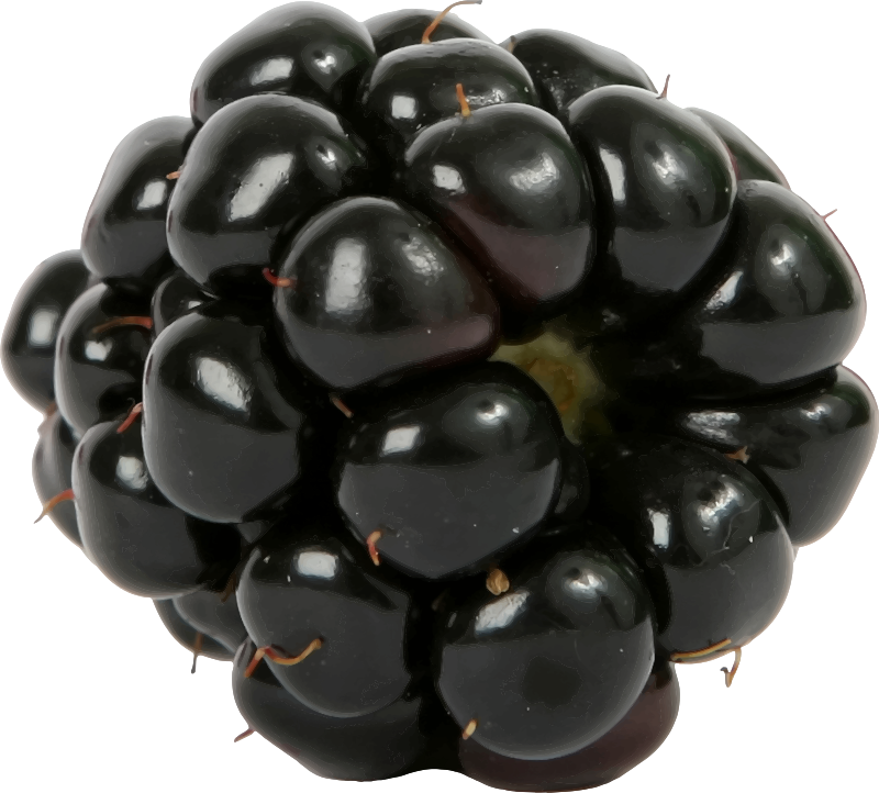 Blackberry PNG transparent image download, size: 800x722px