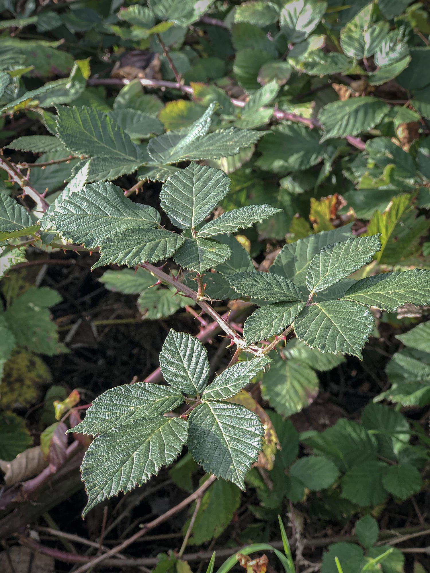 Invasive Blackberry | Oxbow Farm &amp; Conservation Center