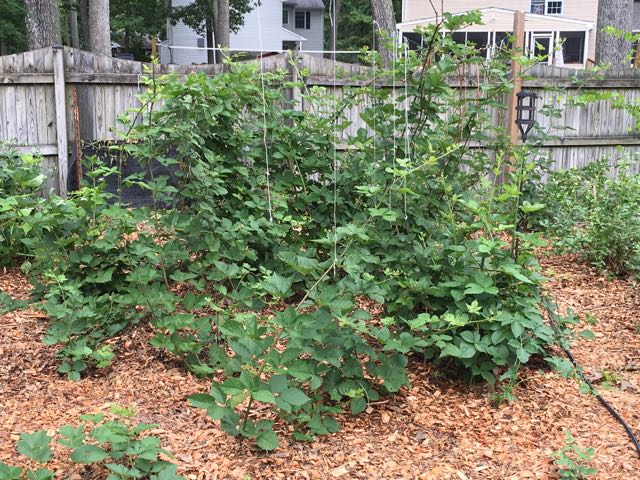 Growing Blackberry Vines and Stringing Them Up to Triumph