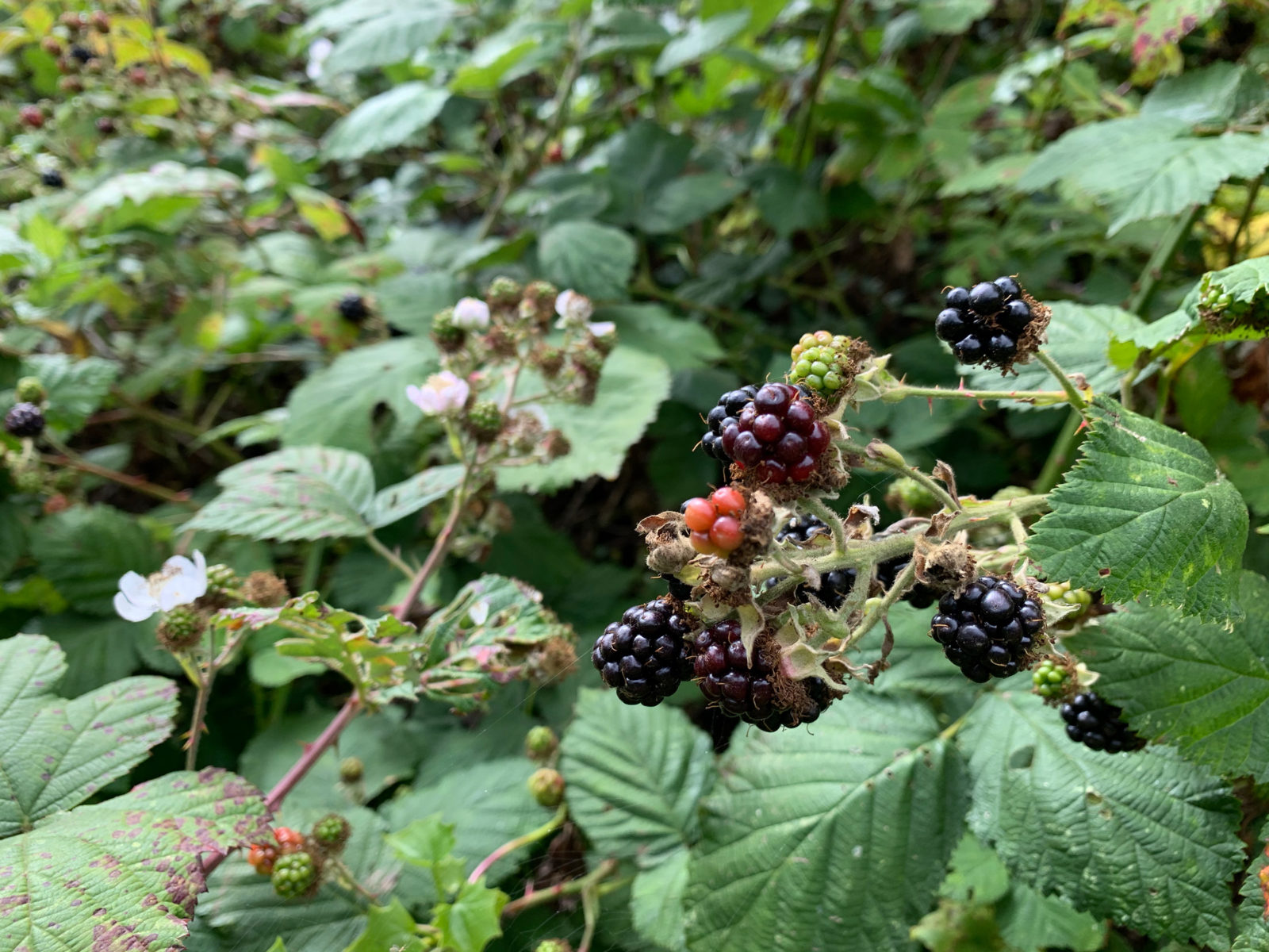 Berry Expensive: How Blackberry Vines Can Degrade Your Property ...