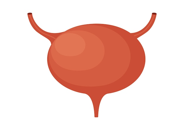 Bladder Images - Free Download on clipart library