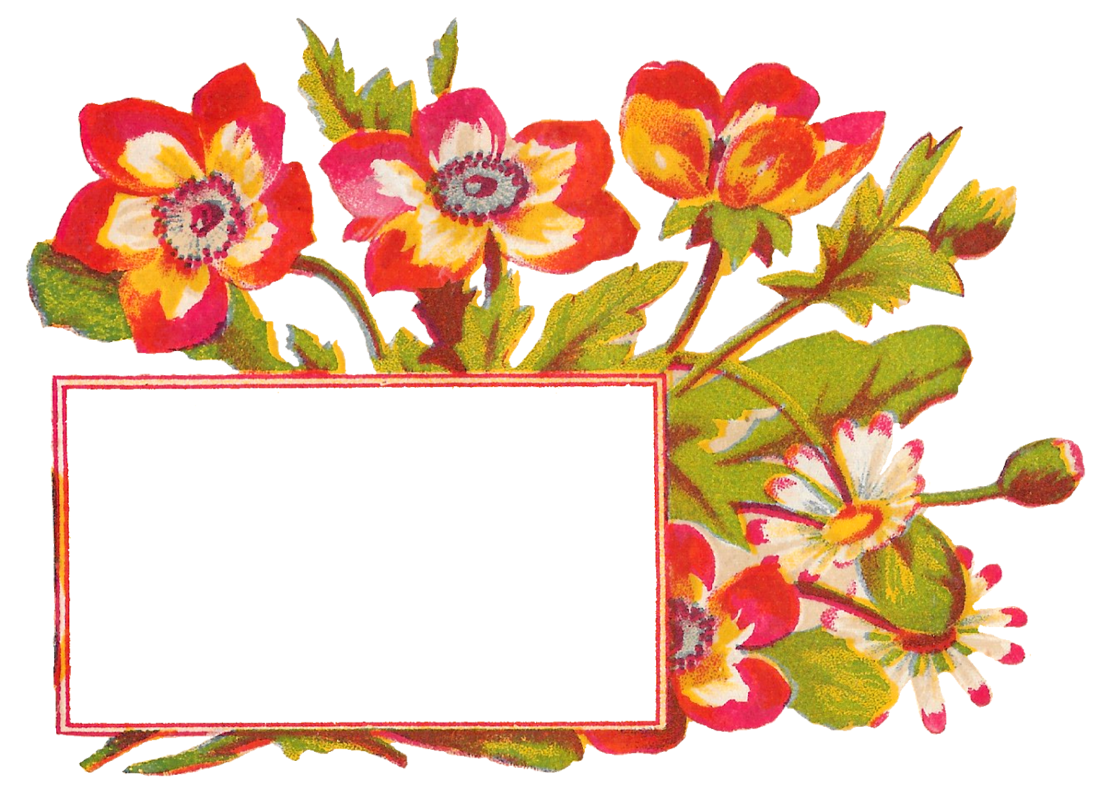 blank flowers cliparts
