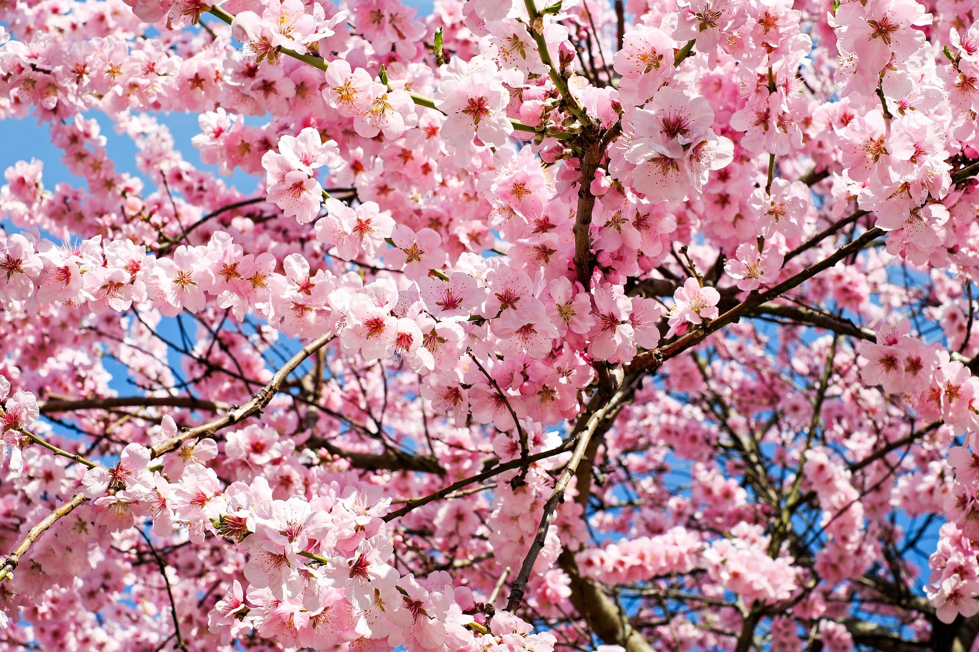 Flowering Trees: The Best Blossom Trees Grown in the UK – Roots Plants