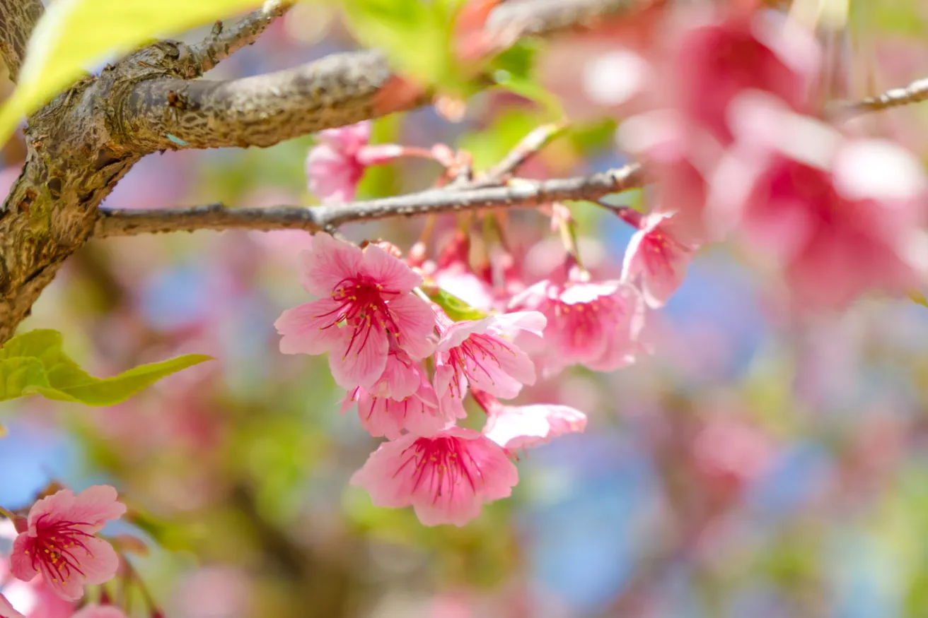 Arbor Day Foundation