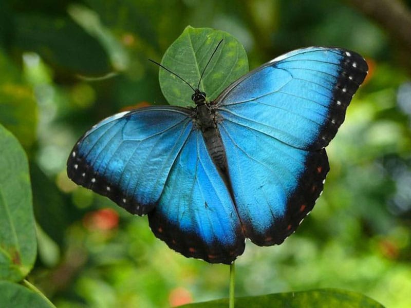 blue butterfly images
