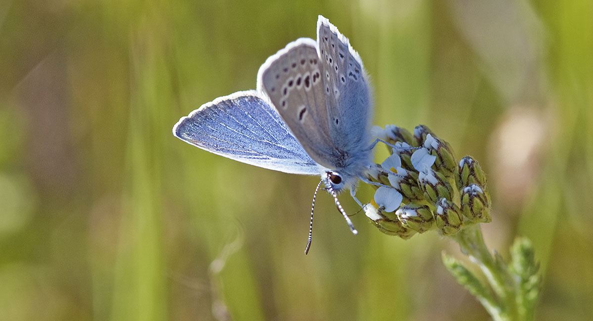 Mission Blue Butterfly | Golden Gate National Parks Conservancy