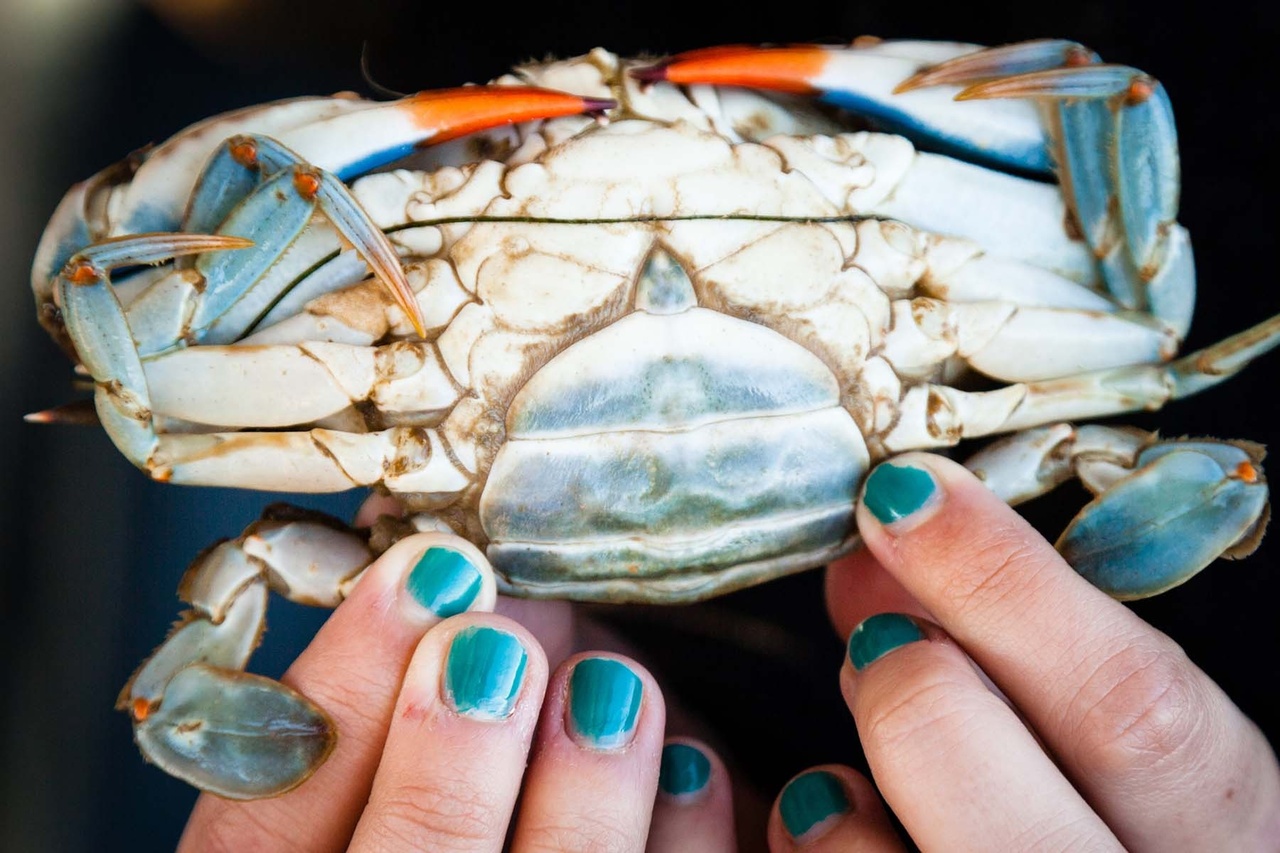 blue crab