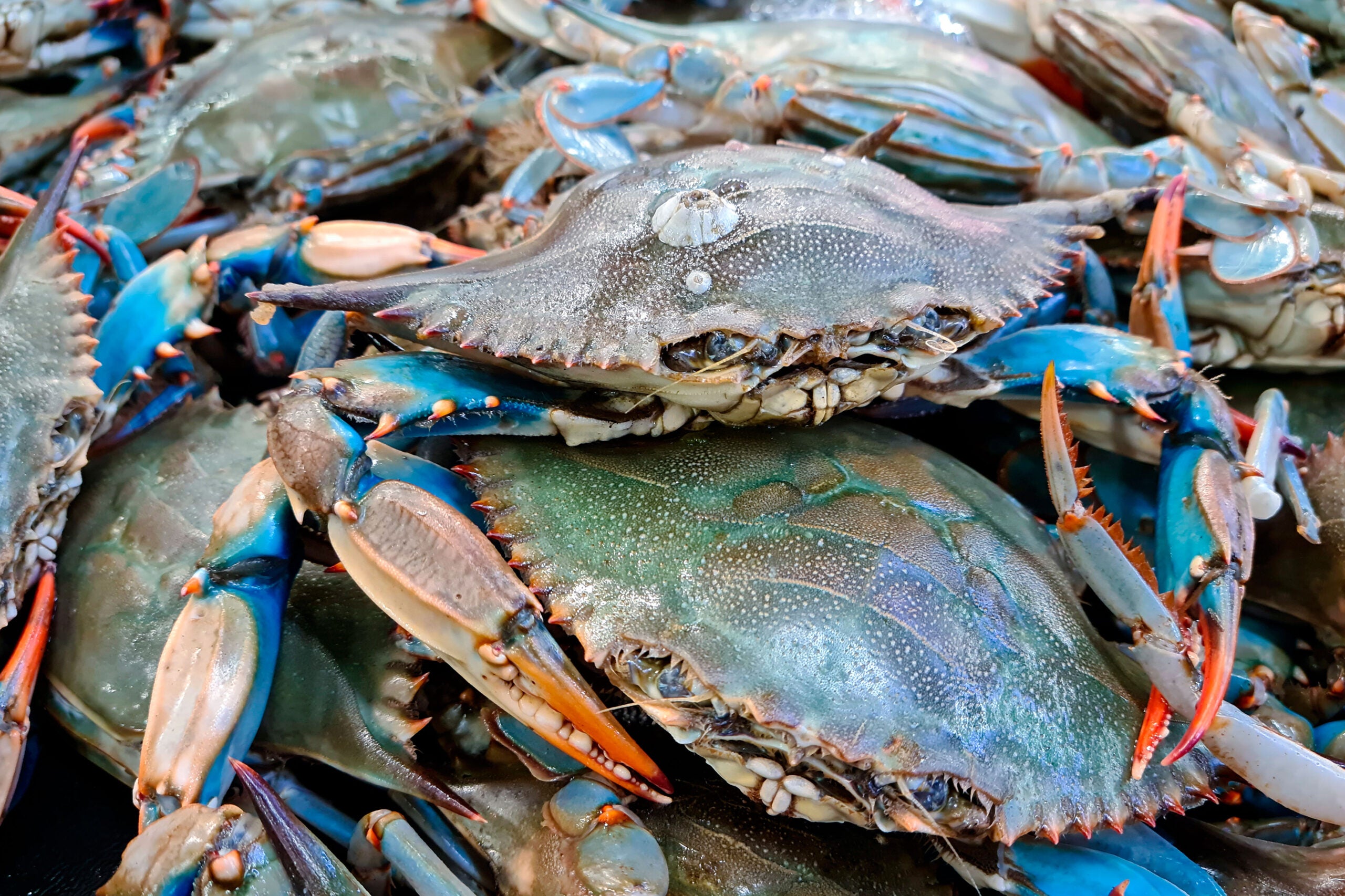 How to Eat a Blue Crab | Saveur