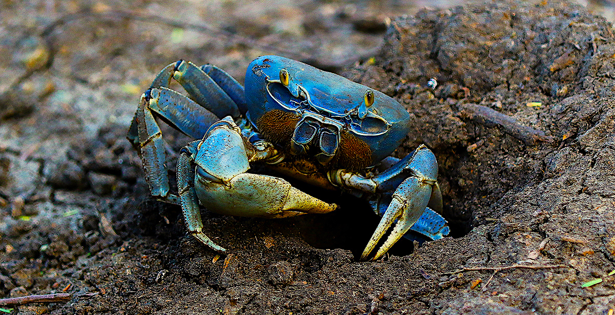 Blue Crab Lab: A Recipe for Survival | Coastwatch