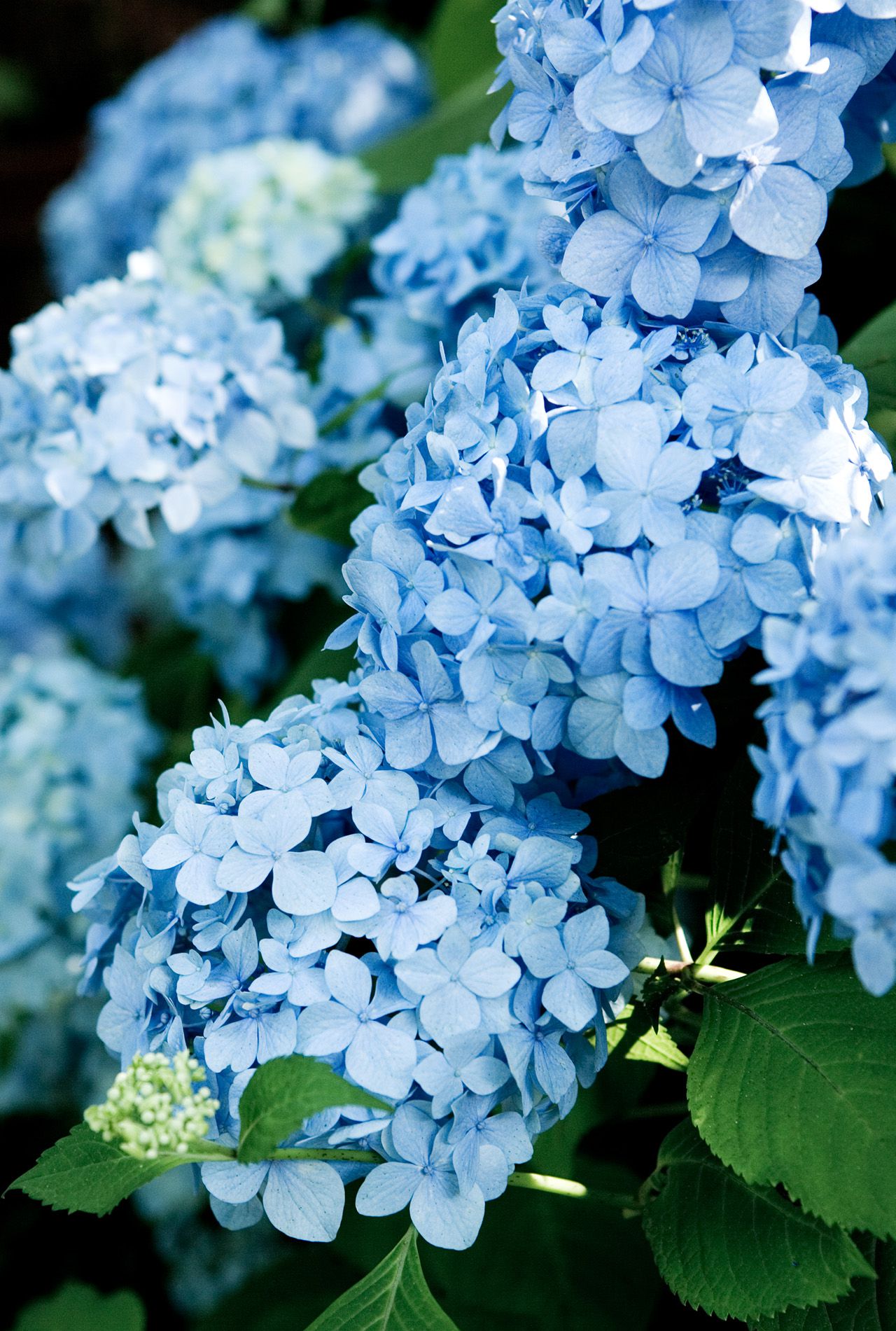 18 Stunning Blue Flowers Youll Love Having in Your Garden