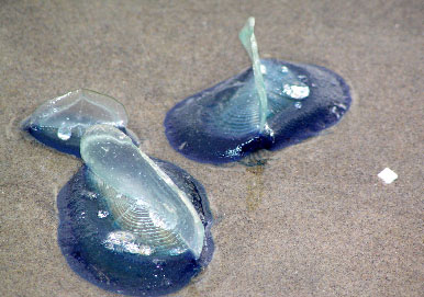 blue sailors