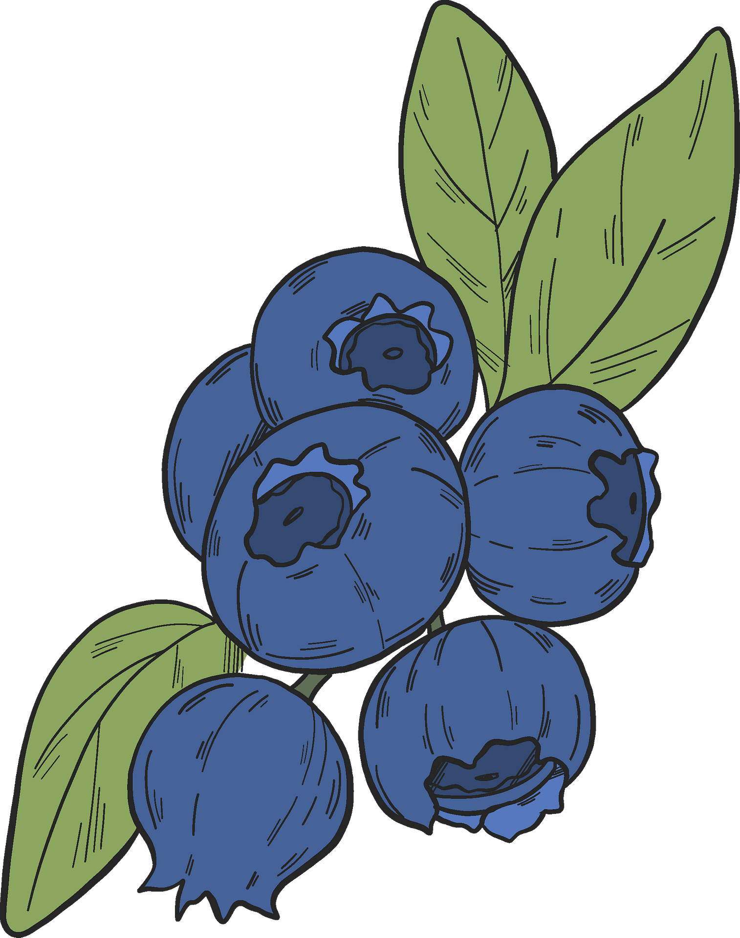 Blueberry Clipart Images | Free Download | PNG Transparent ...