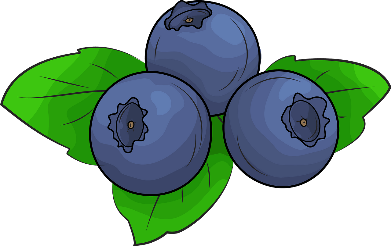 blueberry cliparts
