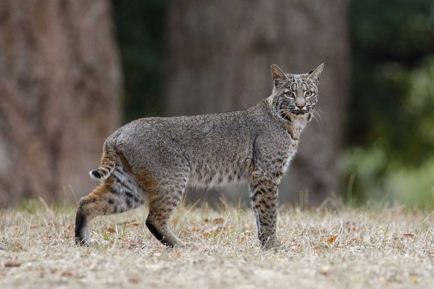 bobcat animal pictures