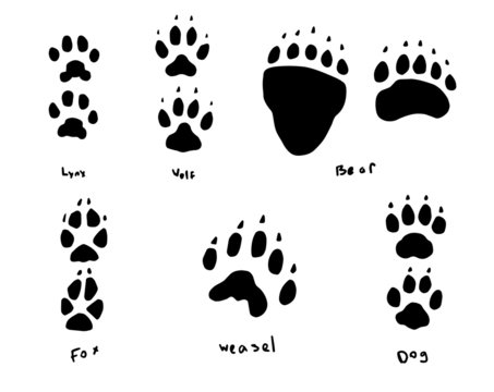 bobcat paw print