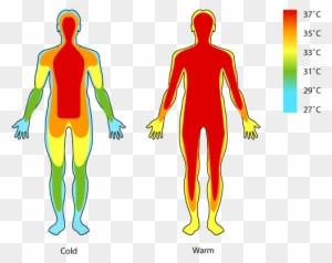 Body Temperature Clipart Cliparts Free Download Clip - Core Body ...