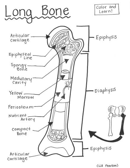 bone coloring pages