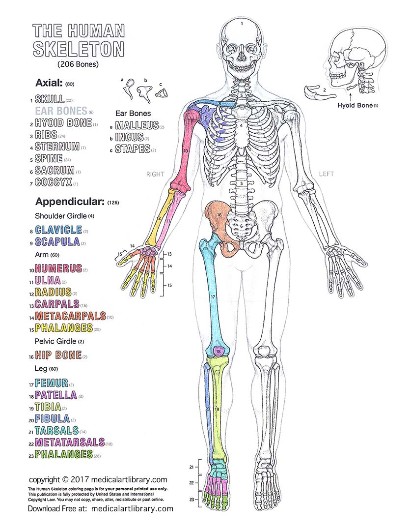 bones coloring pages