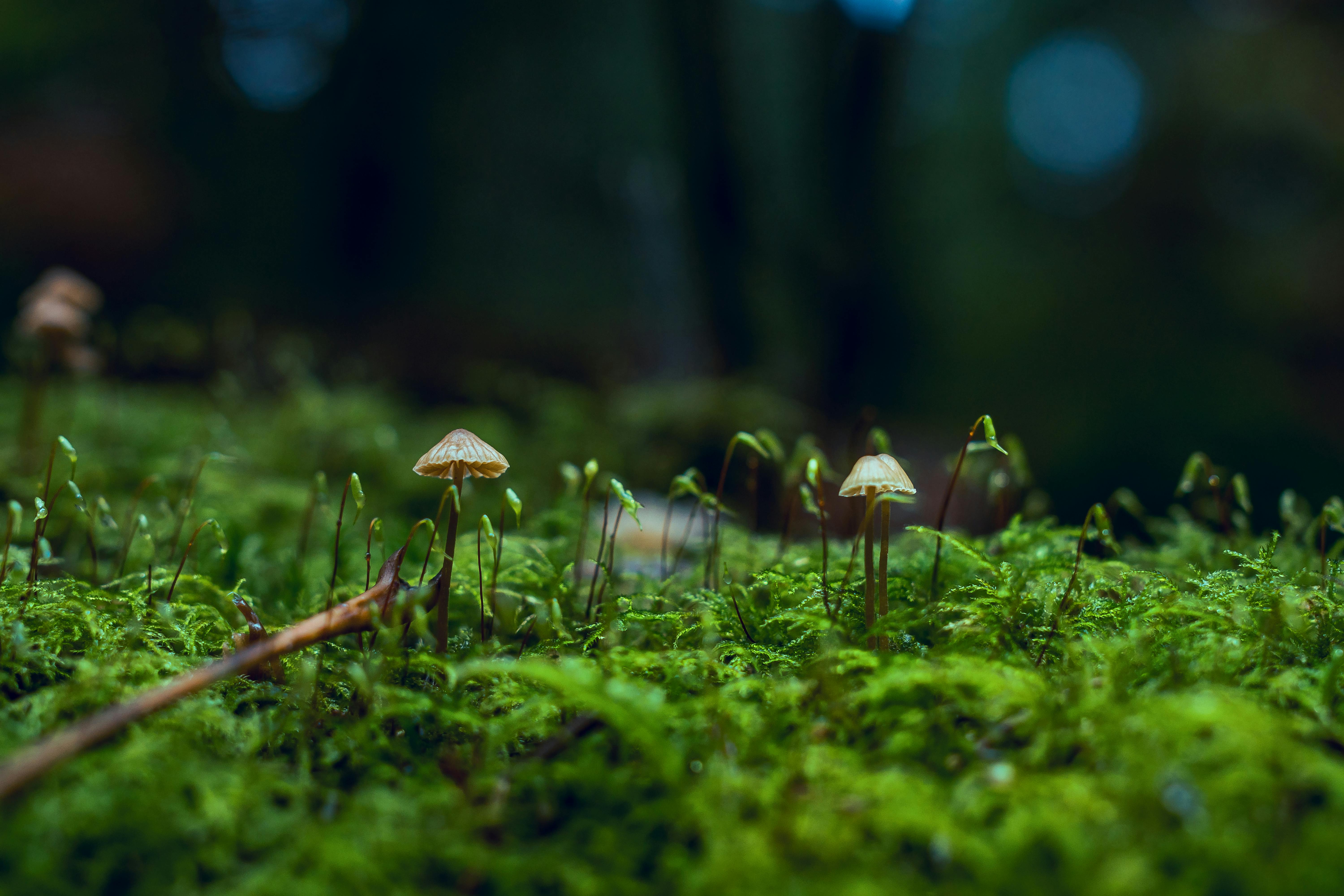 Botany Photos, Download The BEST Free Botany Stock Photos &amp; HD Images