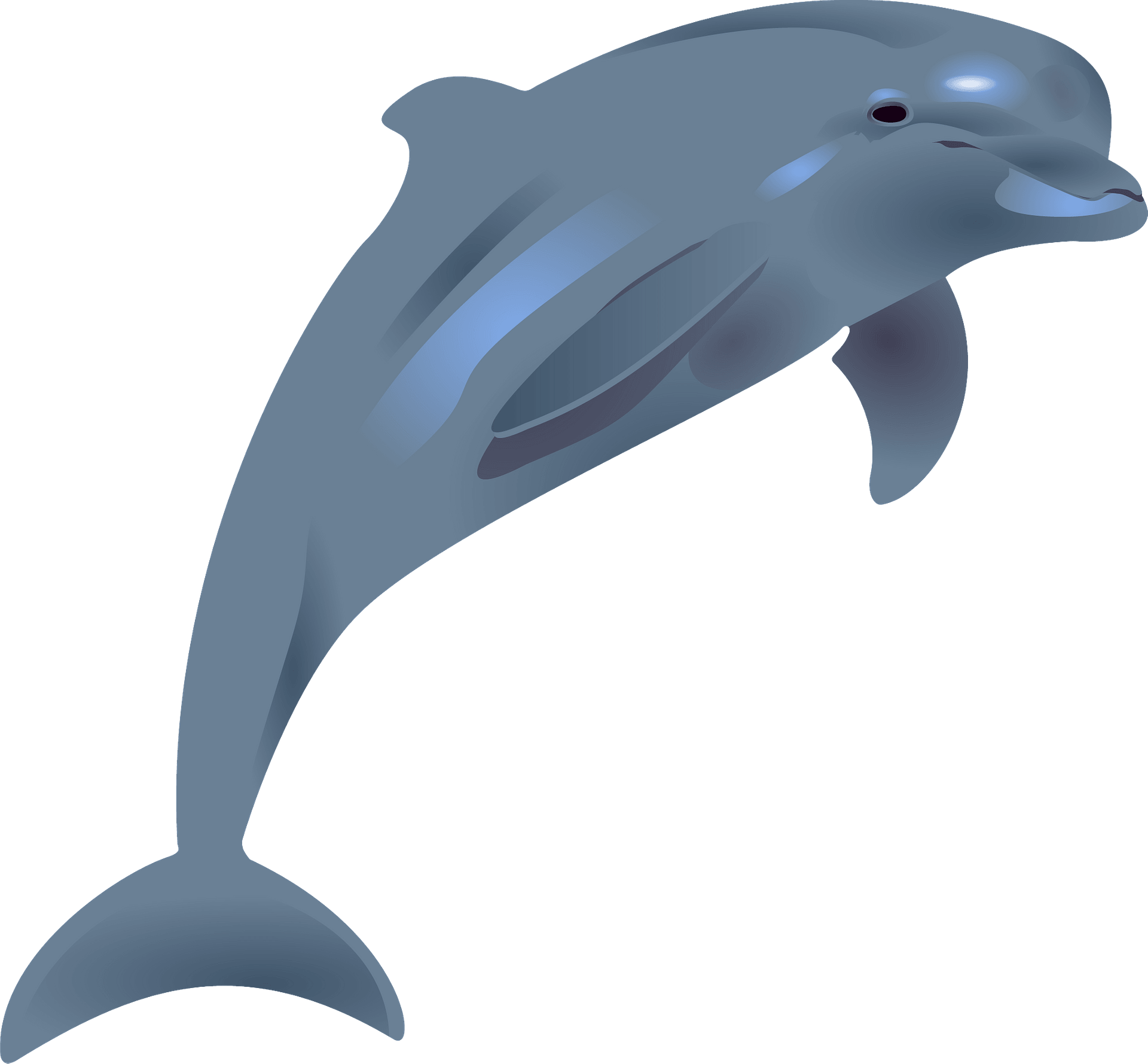 bottlenose dolphin cliparts