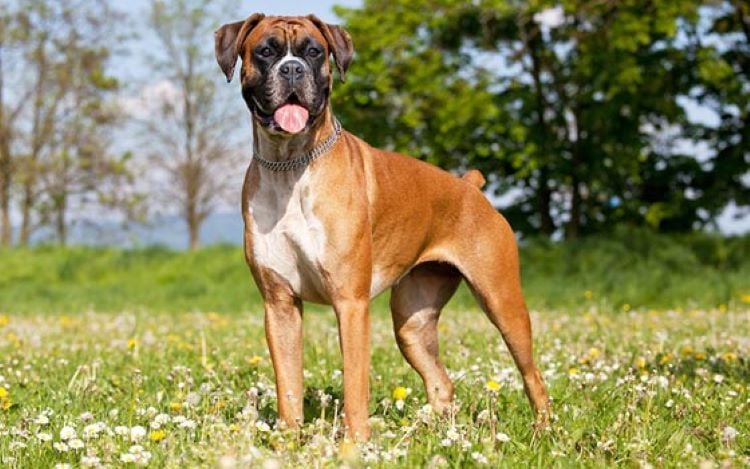 Boxer Dog Breed Guide: Fun Facts, Health &amp; Care Tips