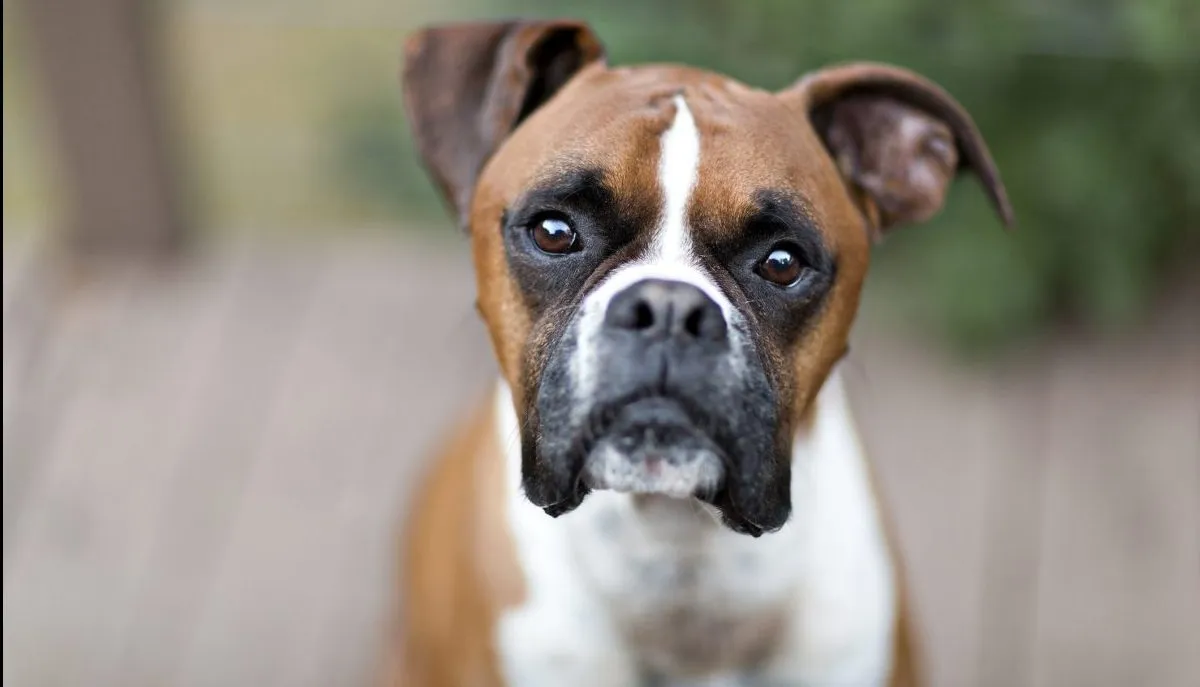 Boxer Dog Breed Information &amp; Characteristics