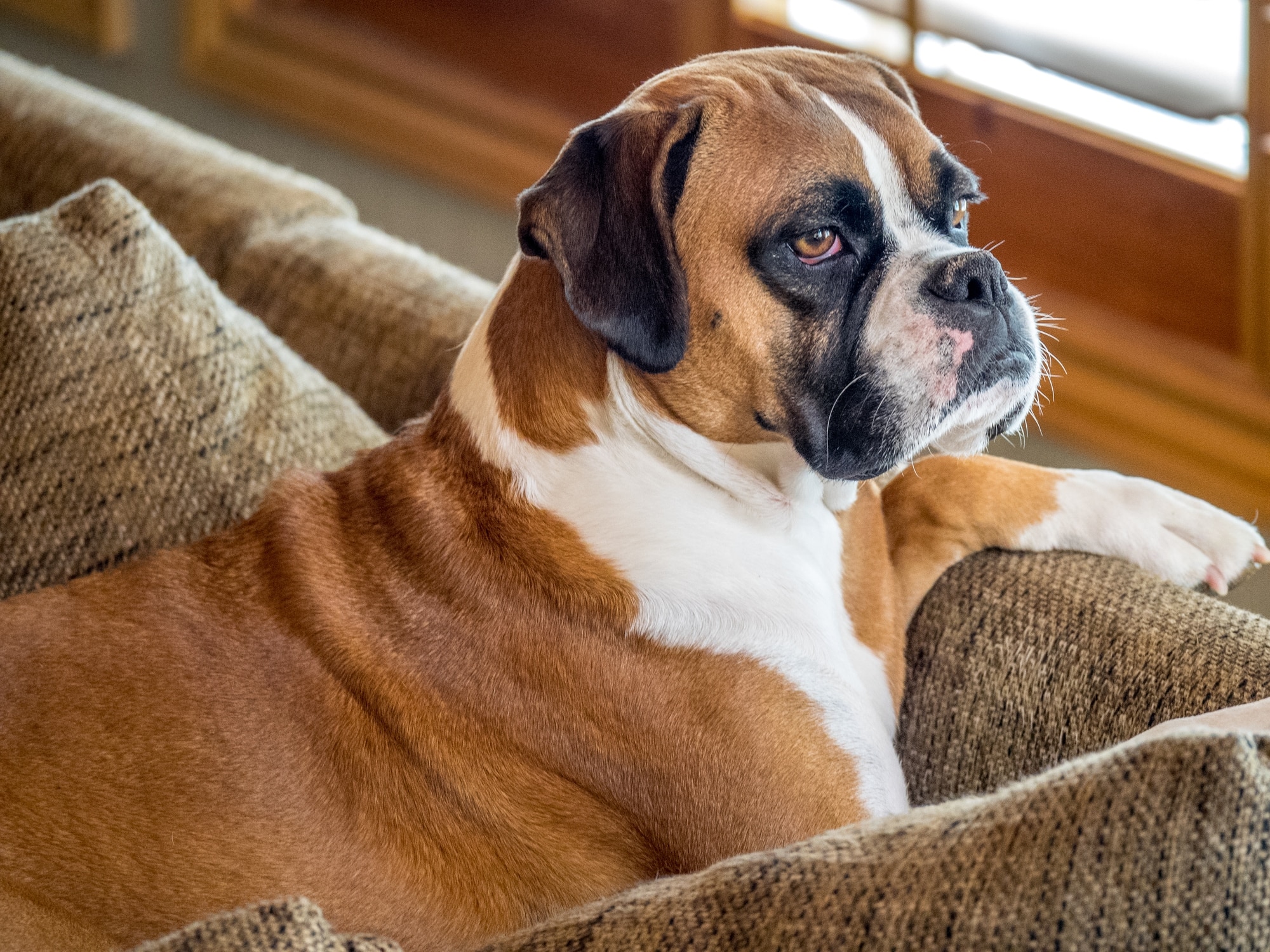 Boxer Breed: Characteristics, Care &amp; Photos | Chewy.com