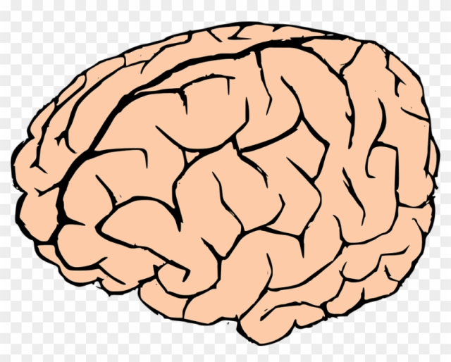 brain cliparts transparent