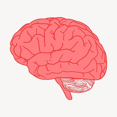 brain cliparts transparent