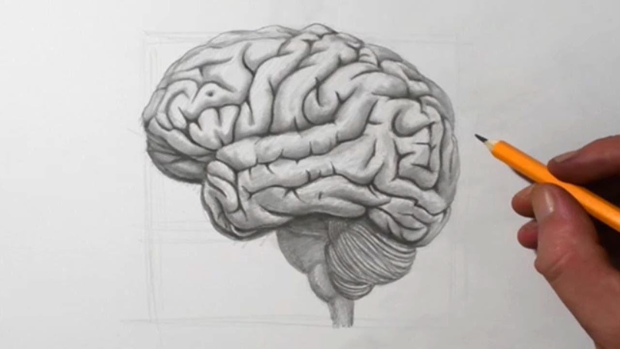 brain drawings