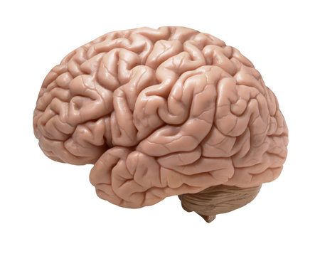brain photos free