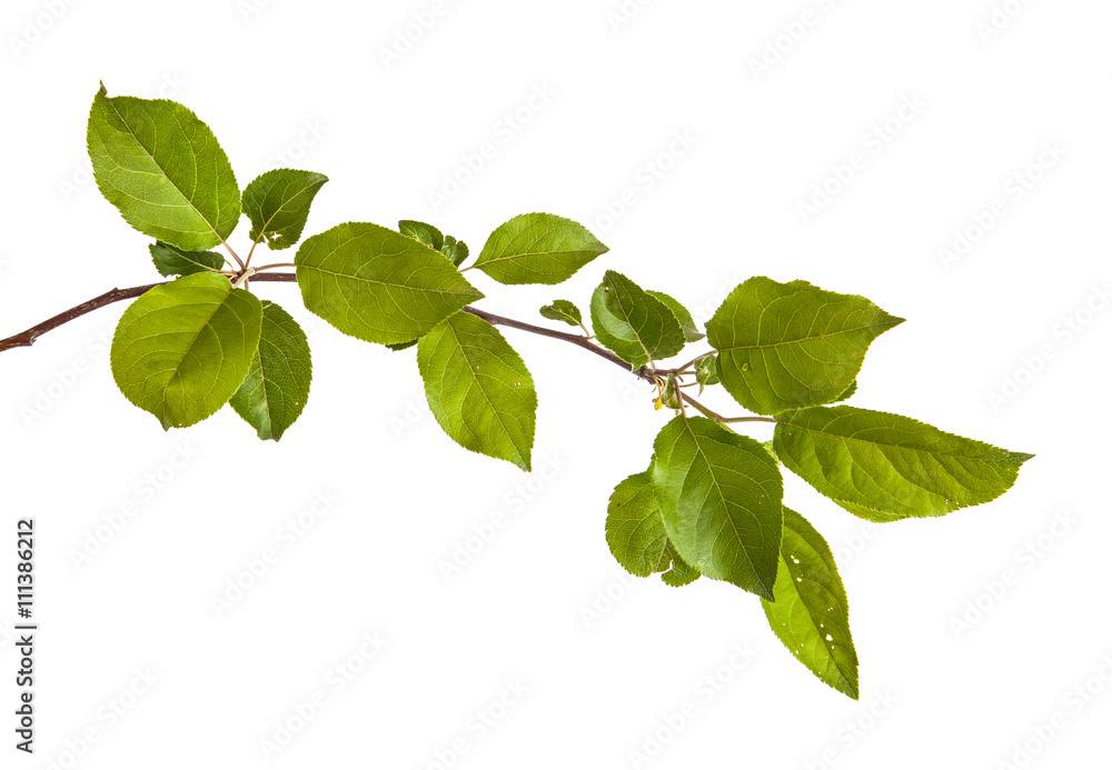 Stock-Foto „apple-tree branch with green leaves. Isolated on white ...