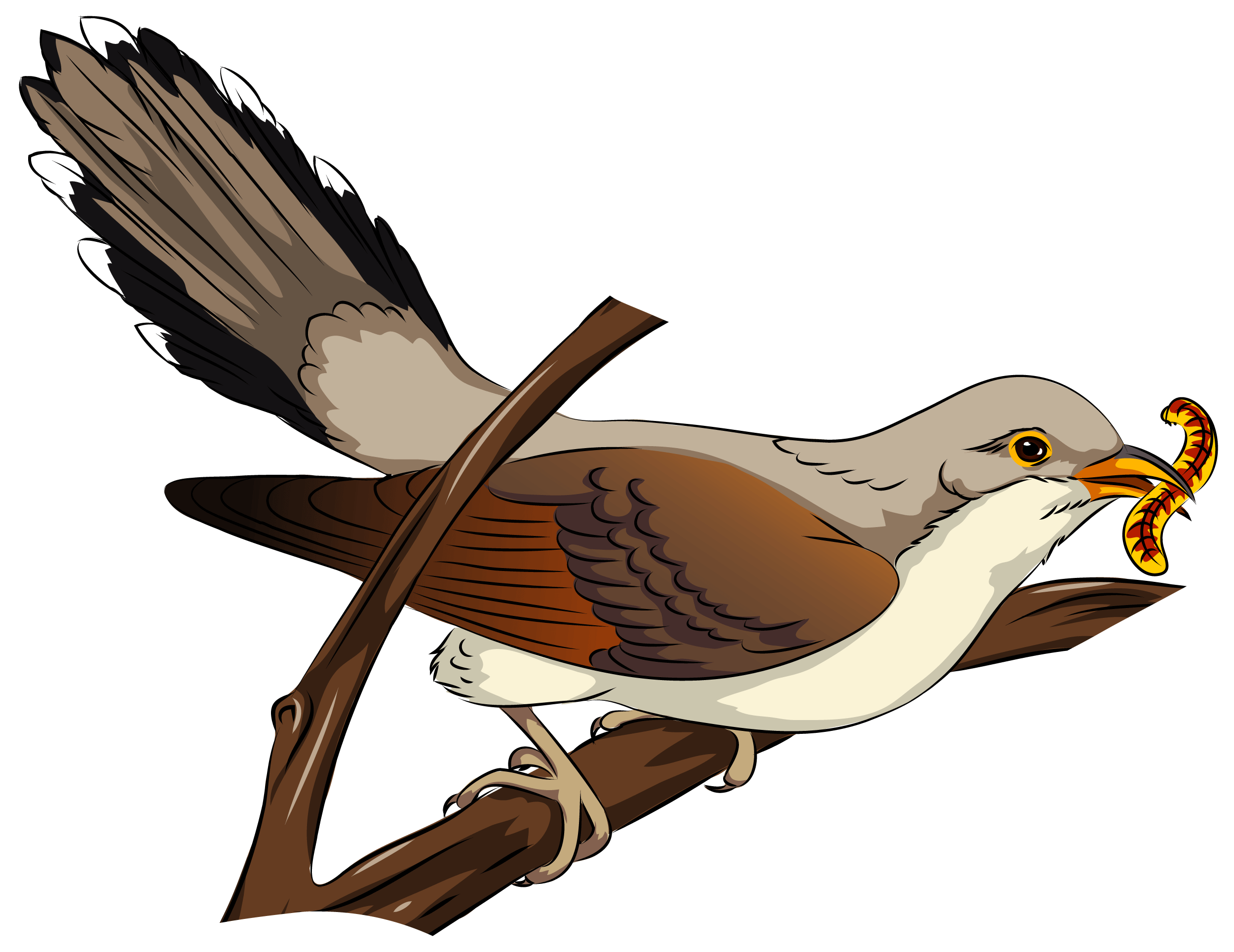 brown cuckoo cliparts