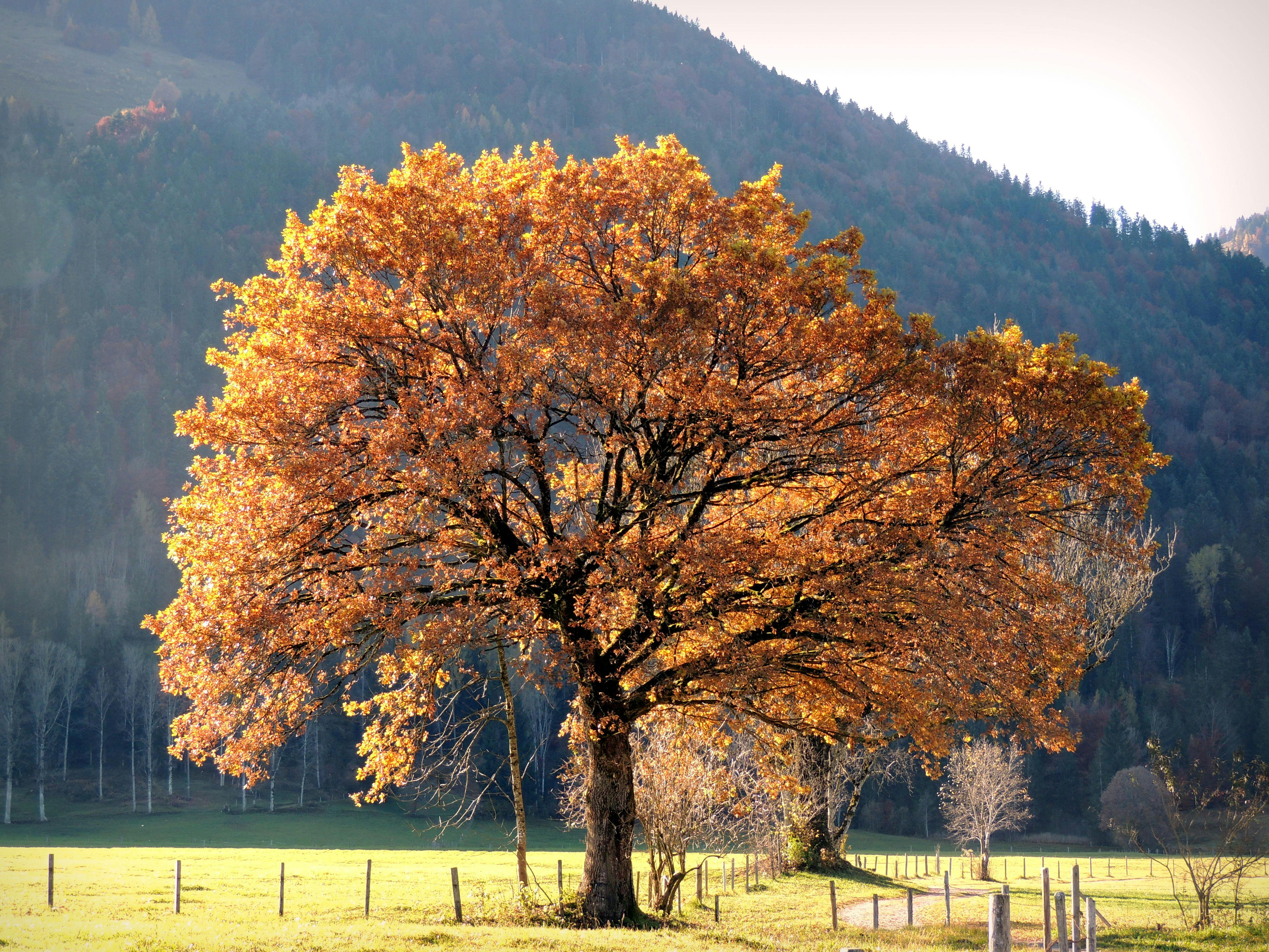 brown trees