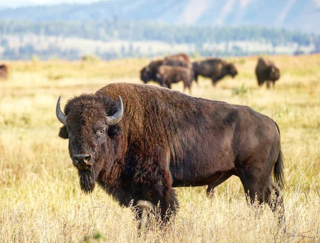 You Say Buffalo, I Say Bison. Whats the difference? - Teton ...