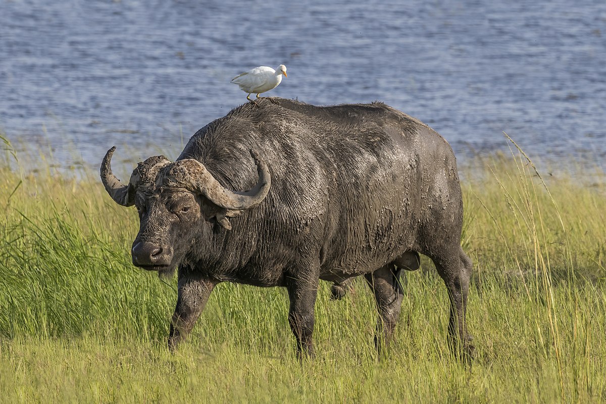 buffalo