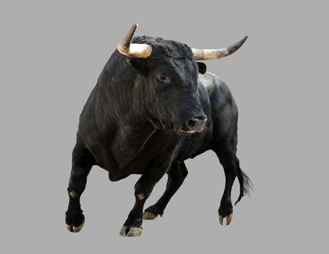 Bull Images – Browse 1,142,395 Stock Photos, Vectors, and Video ...