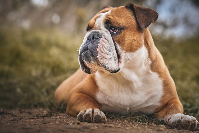 Free english hot sale bulldogs