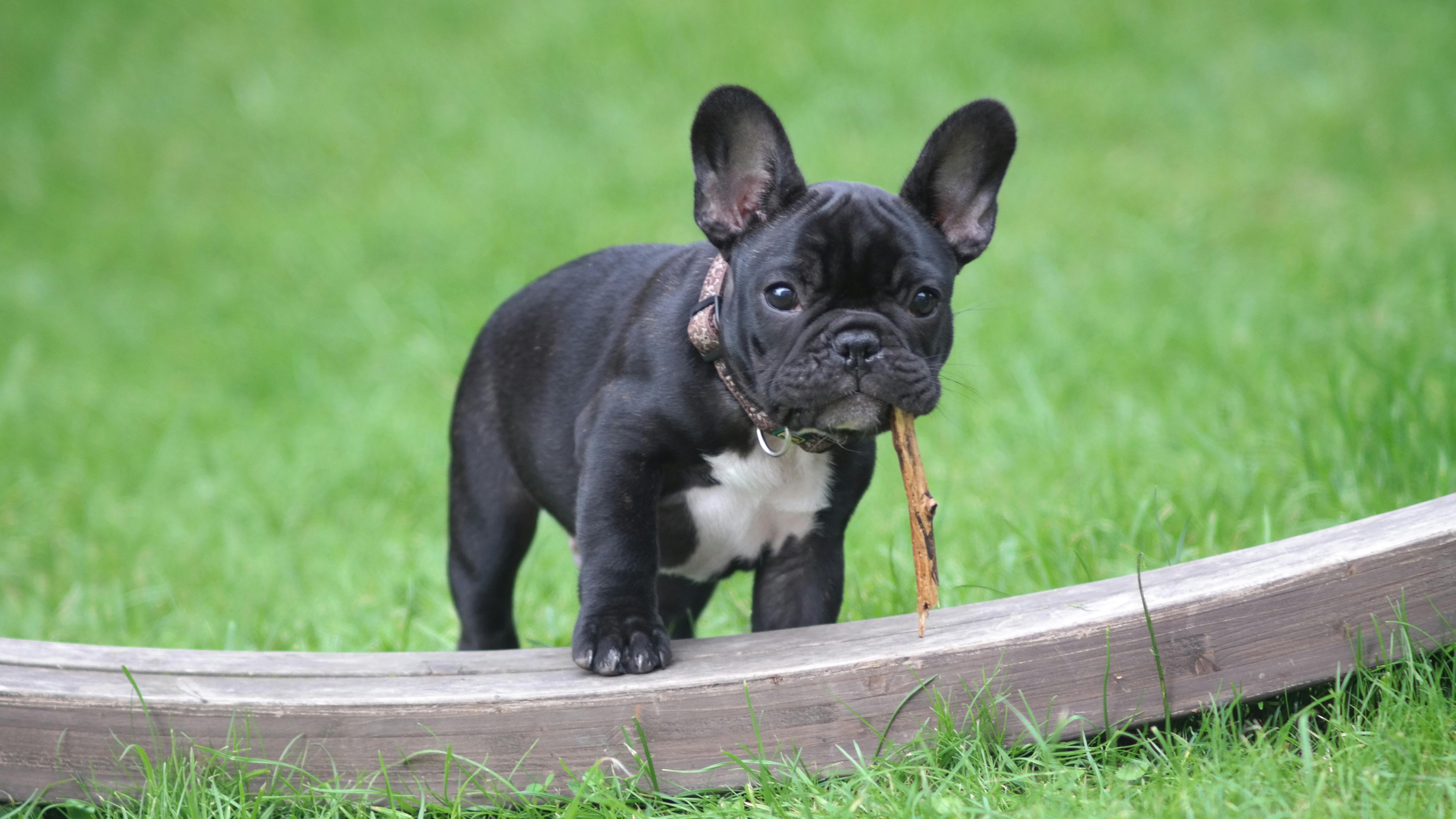 French Bulldog Photos, Download The BEST Free French Bulldog Stock ...