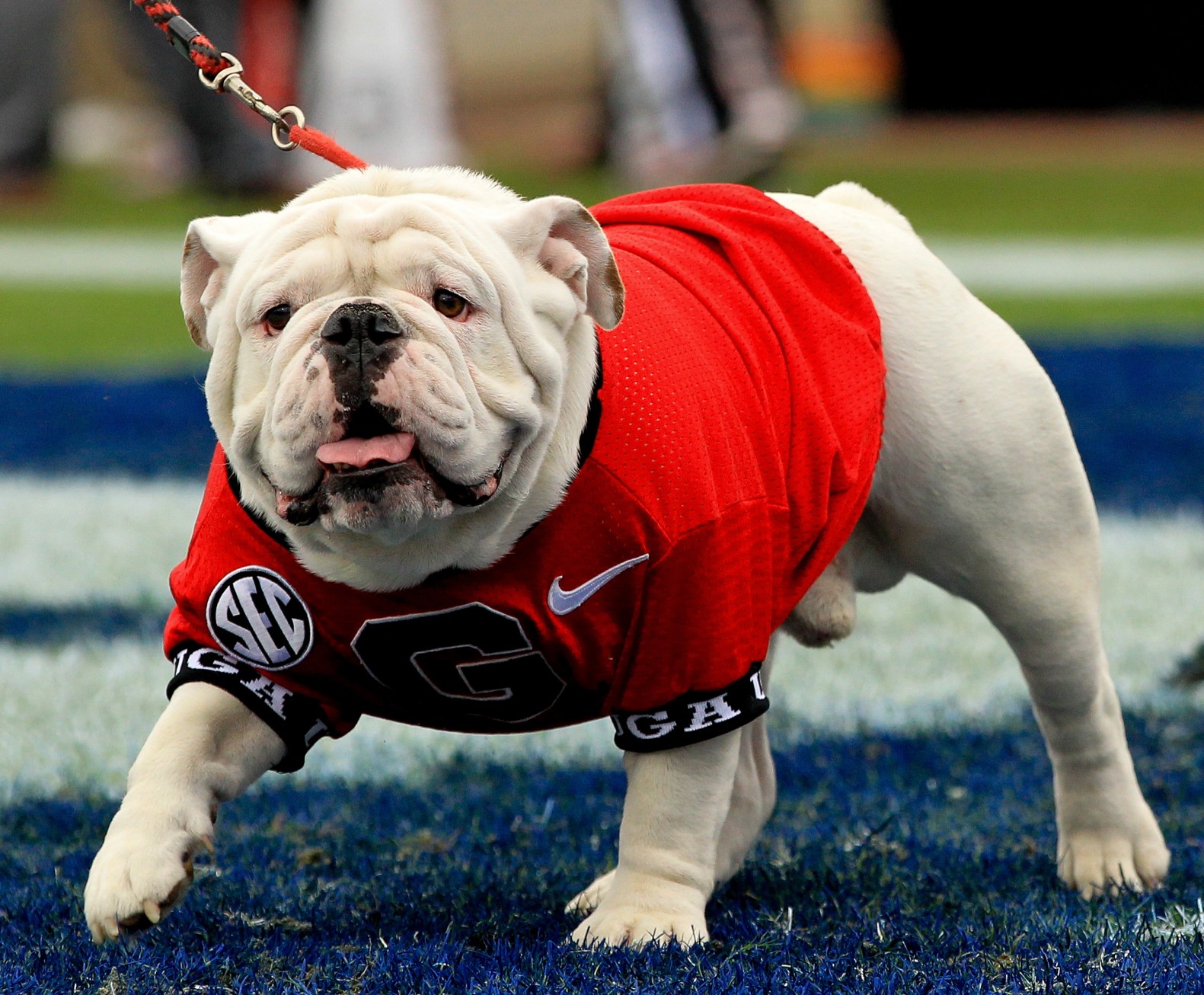 bulldog mascots