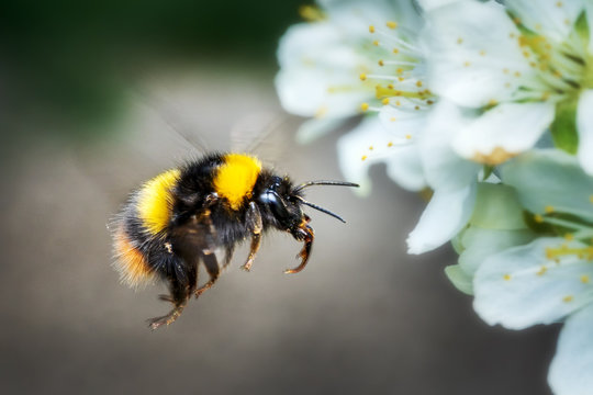 bumble bee images