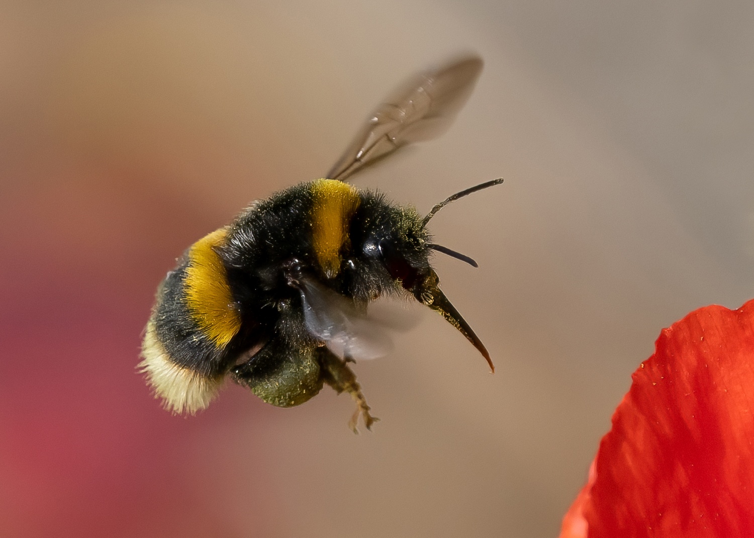 bumble bee images