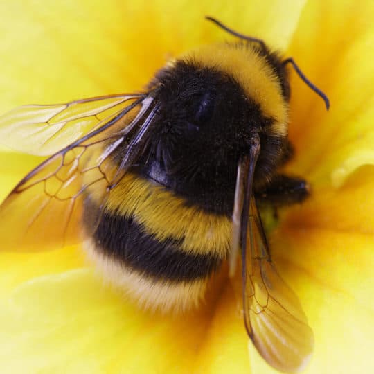 bumble bee images