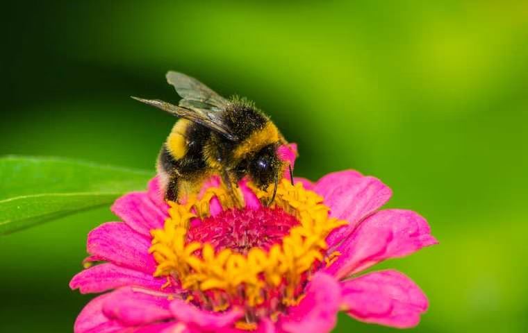 Bumblebees | Miche Pest Control