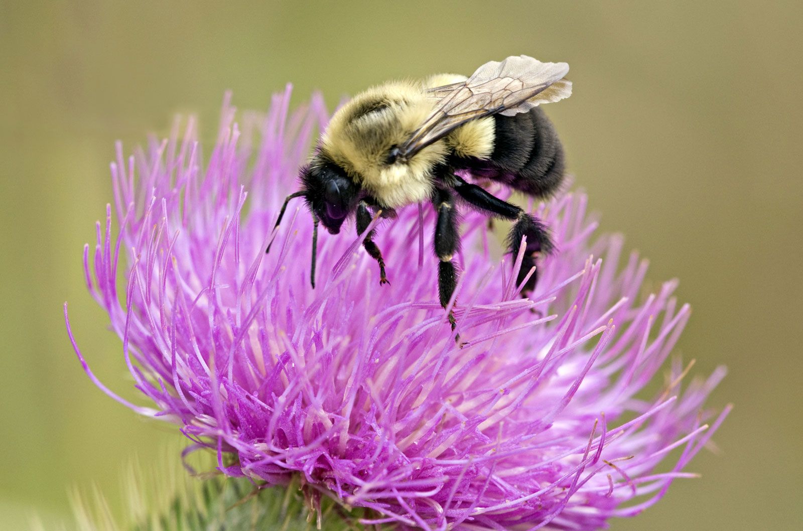 Bumblebee | Description, Species, Life Cycle, &amp; Facts | Britannica